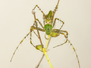 Araña Lince