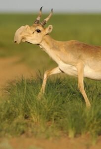 Antilope Saiga